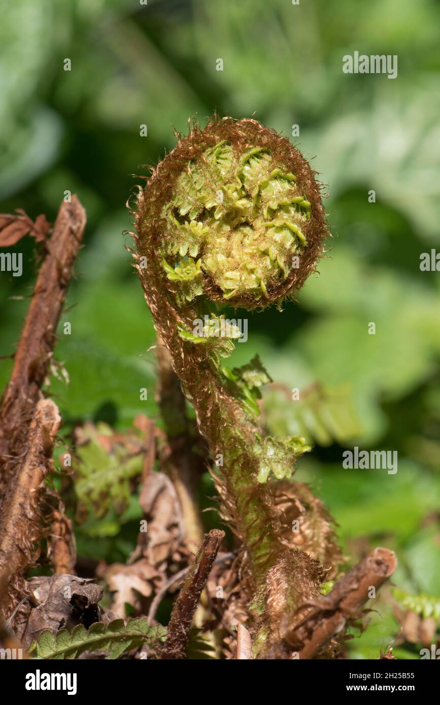 Male fern (Dryopteris filix-mas) rachis and pinnae spirally wound - circinate vernation before uncurling to form a bipinnate leaf in spring, May Stock Photo