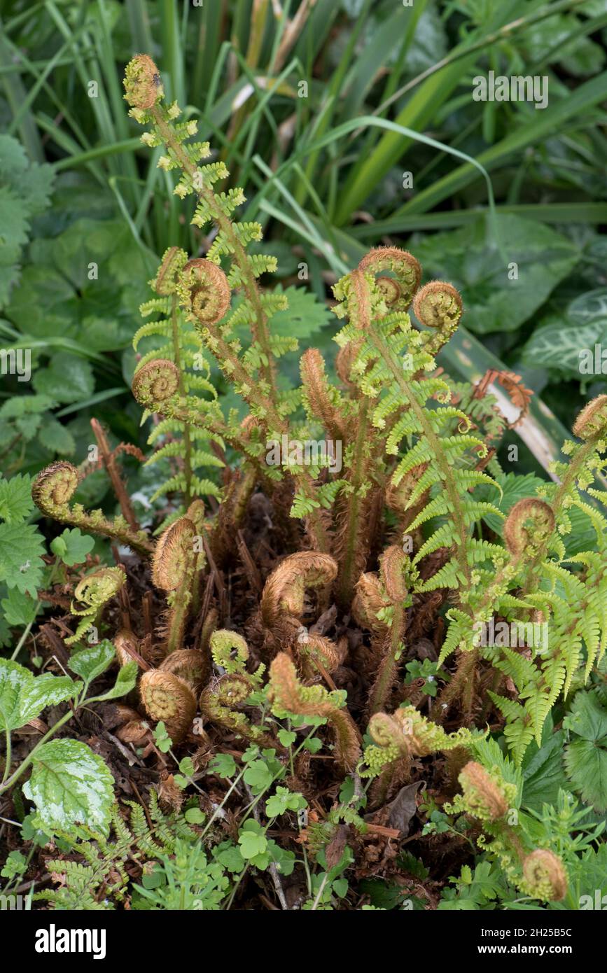 Male fern (Dryopteris filix-mas) rachis and pinnae spirally wound uncurling to form a rosette of bipinnate leaves in spring, May Stock Photo