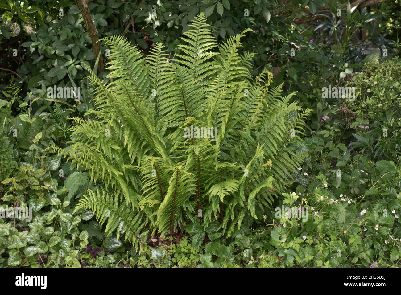 Male fern (Dryopteris filix-mas) forming a 'shuttlecock' of bipinnate leaves in a garden shade area, Berkshire, June Stock Photo