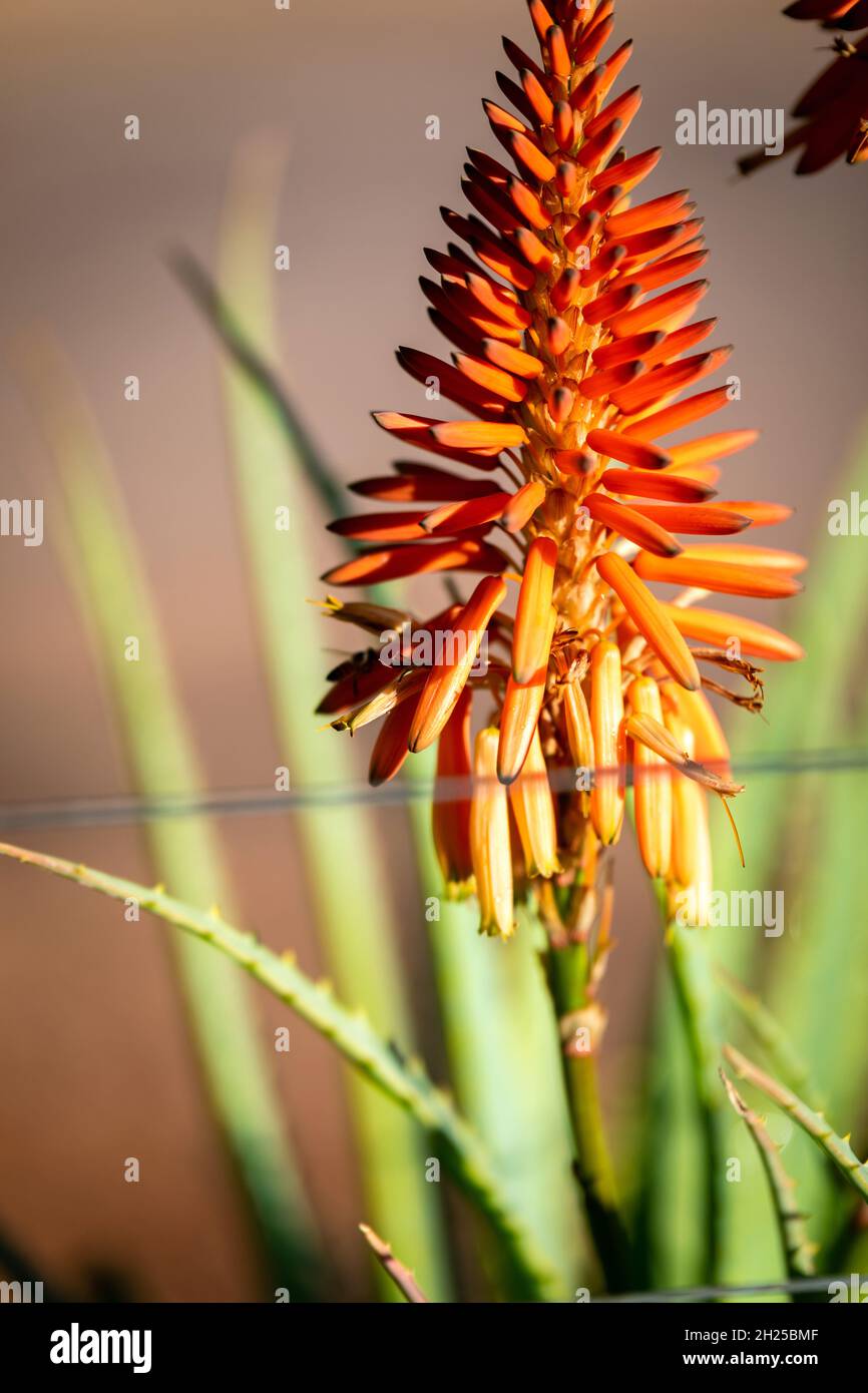 Inkalane Krantz Aloe Aloe arborescens, Inkalane with it's orange flower Stock ...