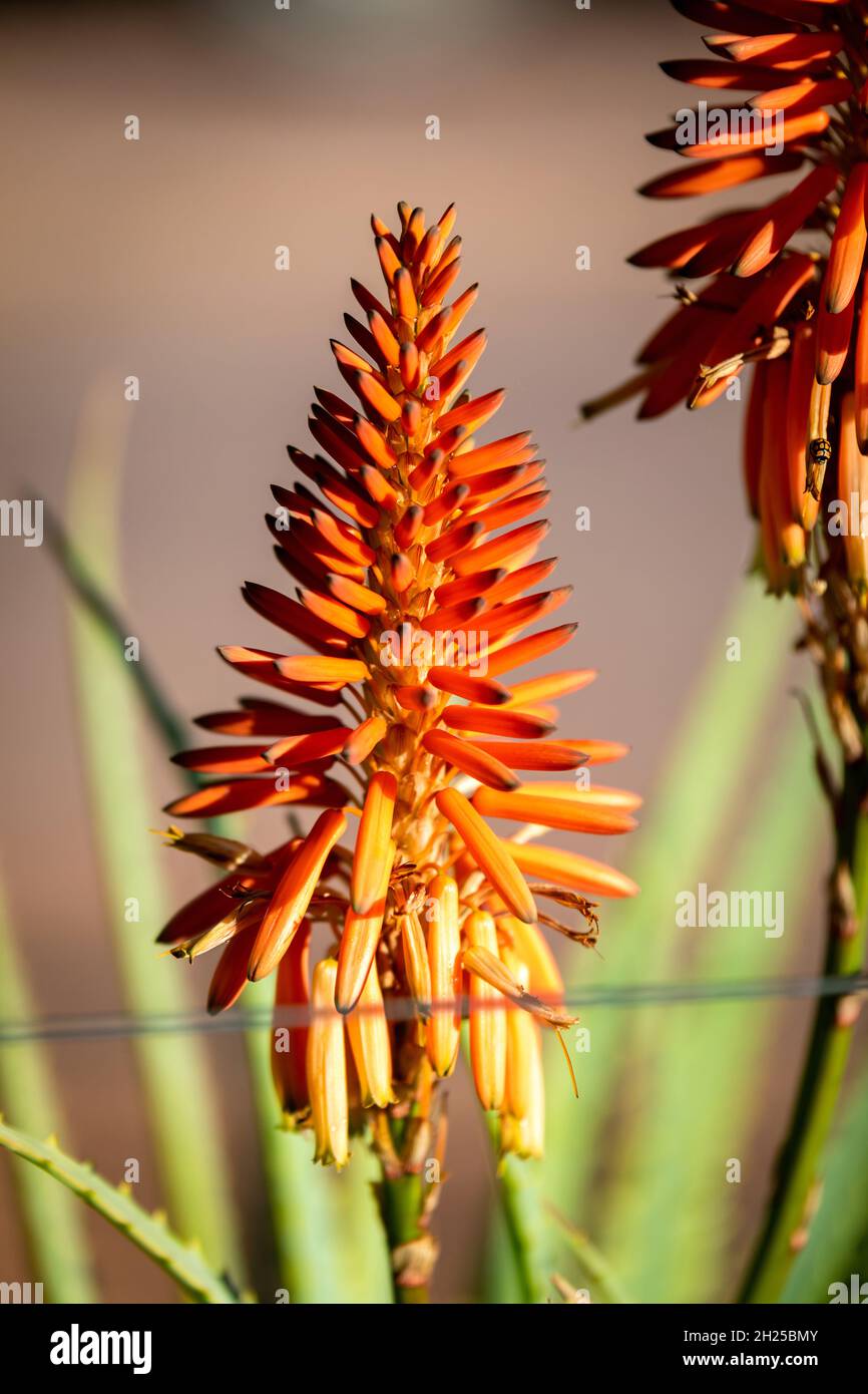 Krantz Aloe Aloe arborescens, Inkalane with it's orange flower Stock Photo