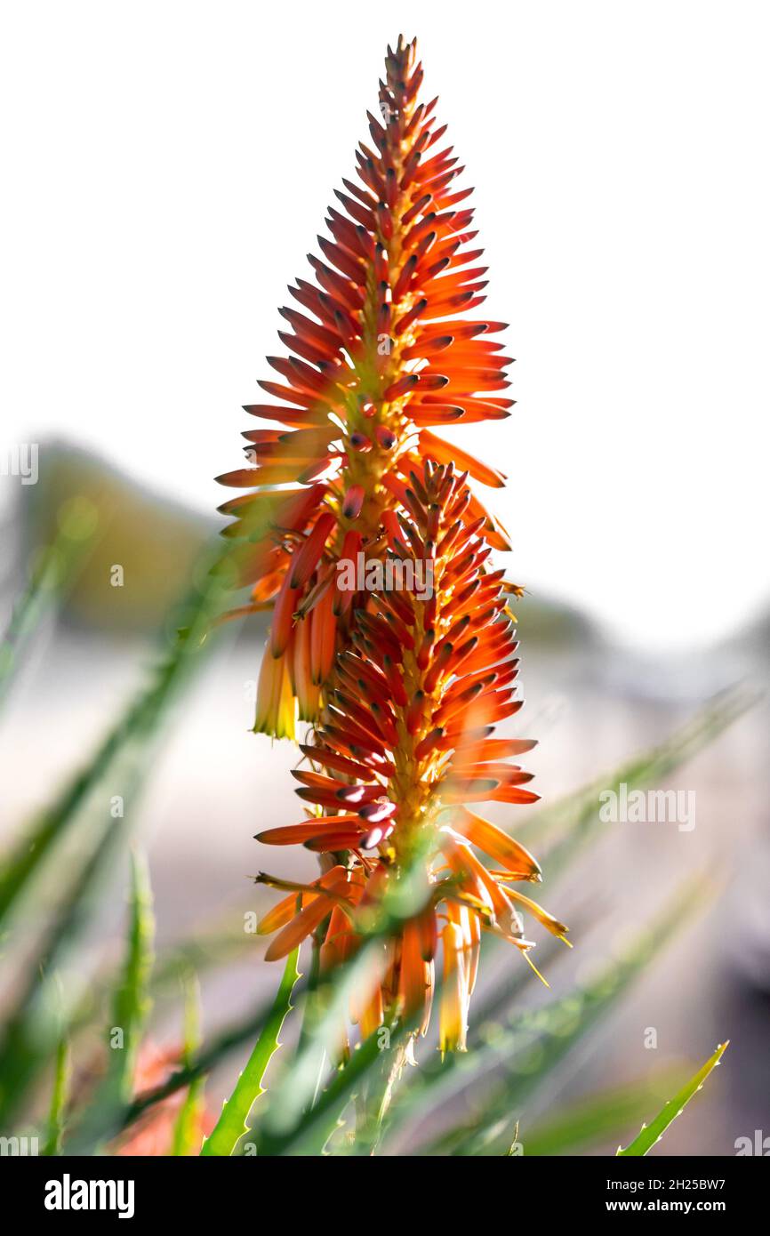 Inkalane Inkalane or umhlabana hi-res stock photography and images - Alamy