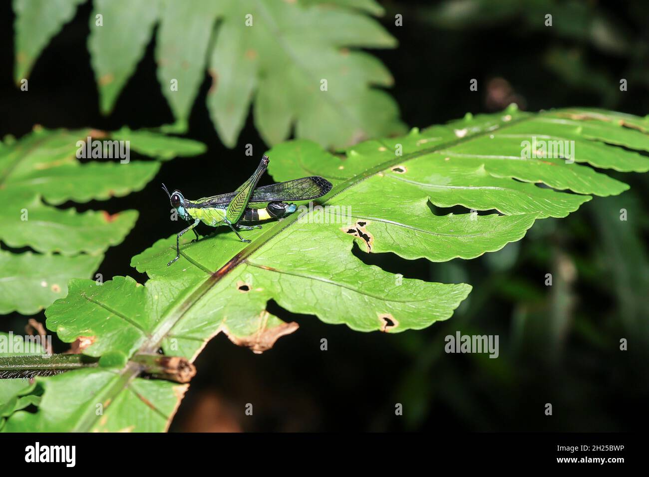 Green jungle grasshopper in the wild in a tropical jungle Stock Photo