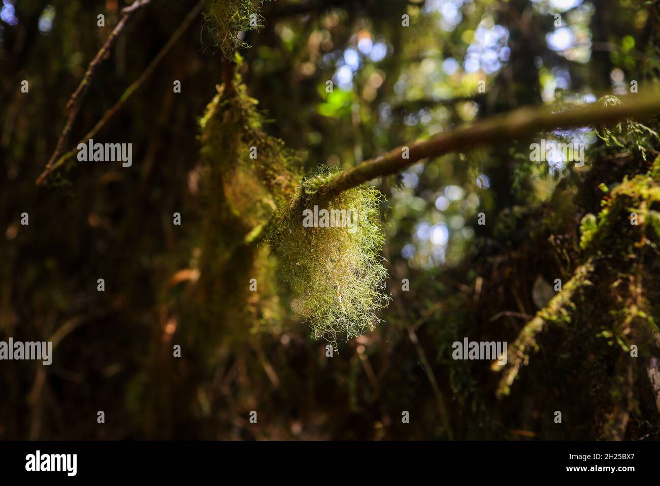 Beard lichen and moss growing in a mossy rainforest Stock Photo