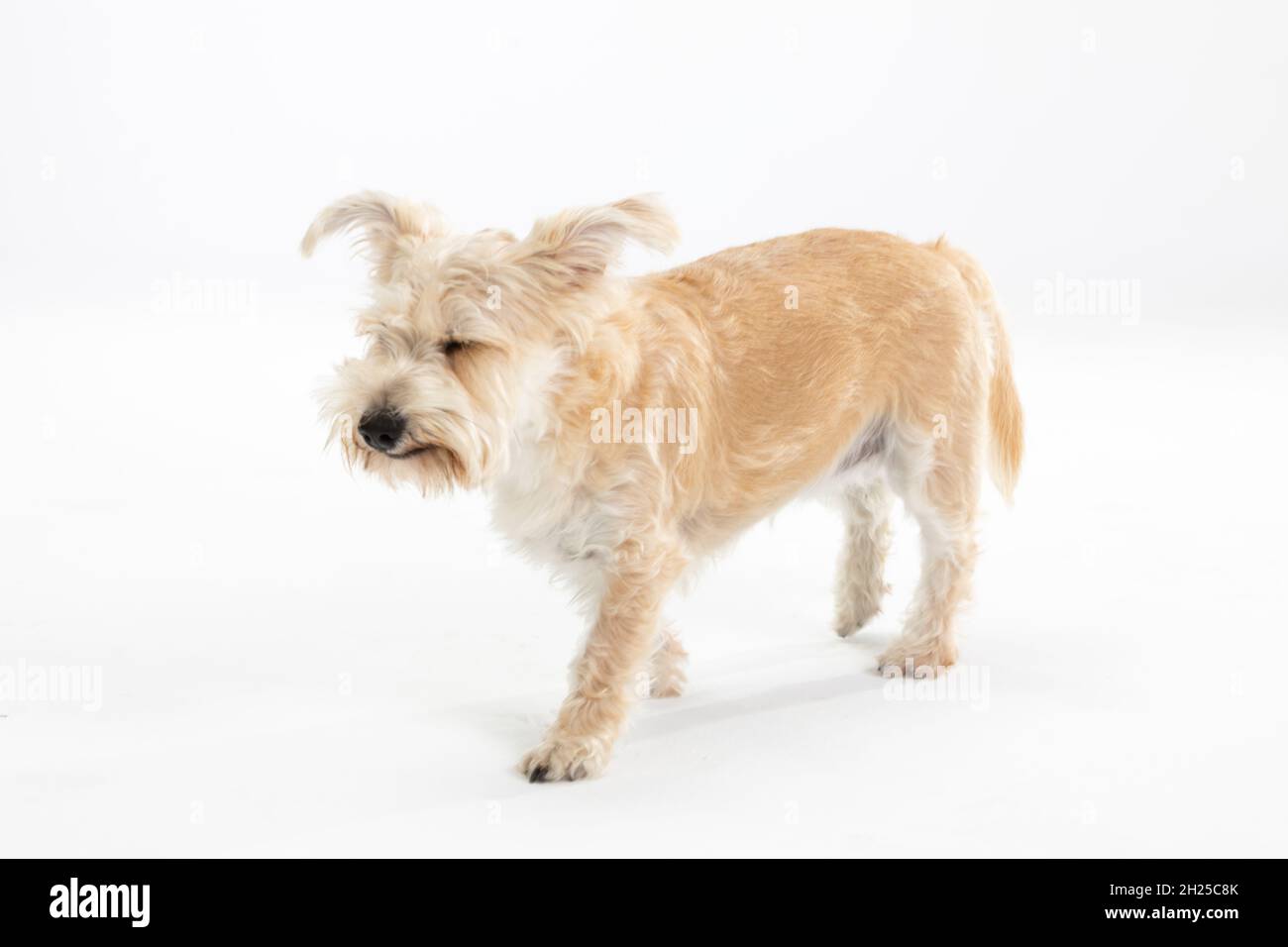 Multiracial small dog walks hesitantly against white background. Isolated from the background. Stock Photo