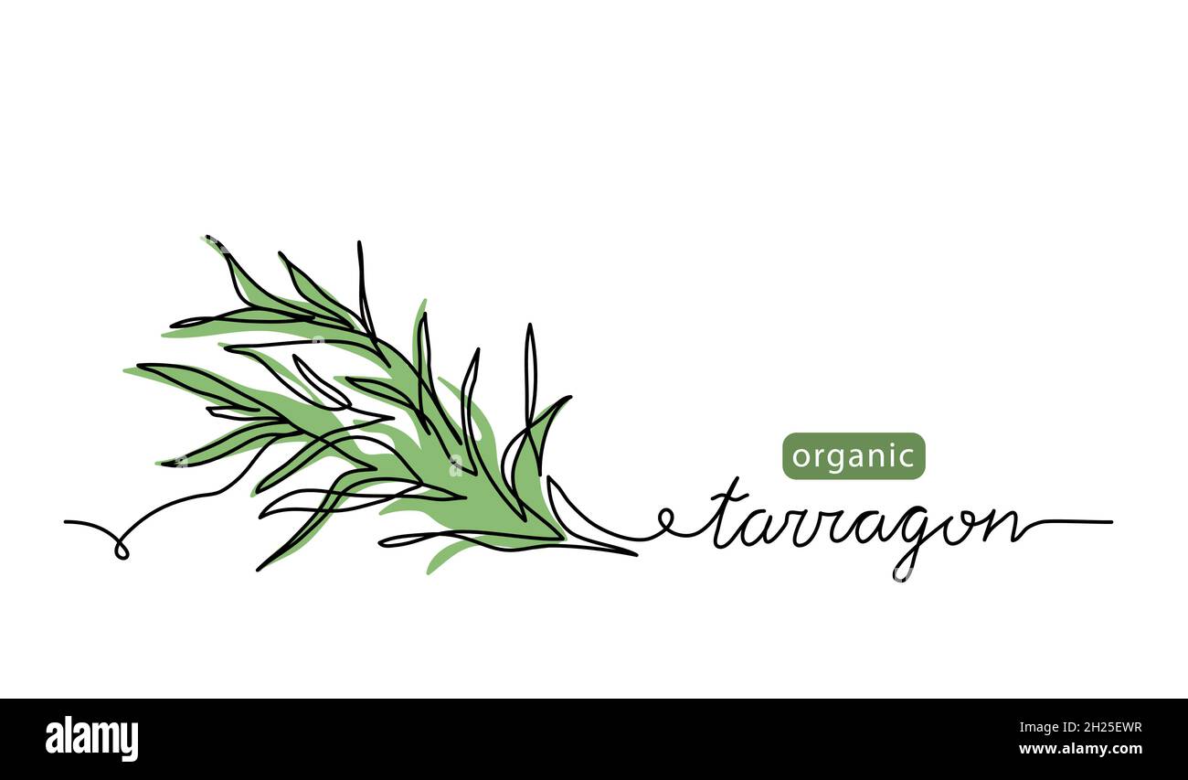 Tarragon, estragon leaves simple vector sketch drawing. One continuous