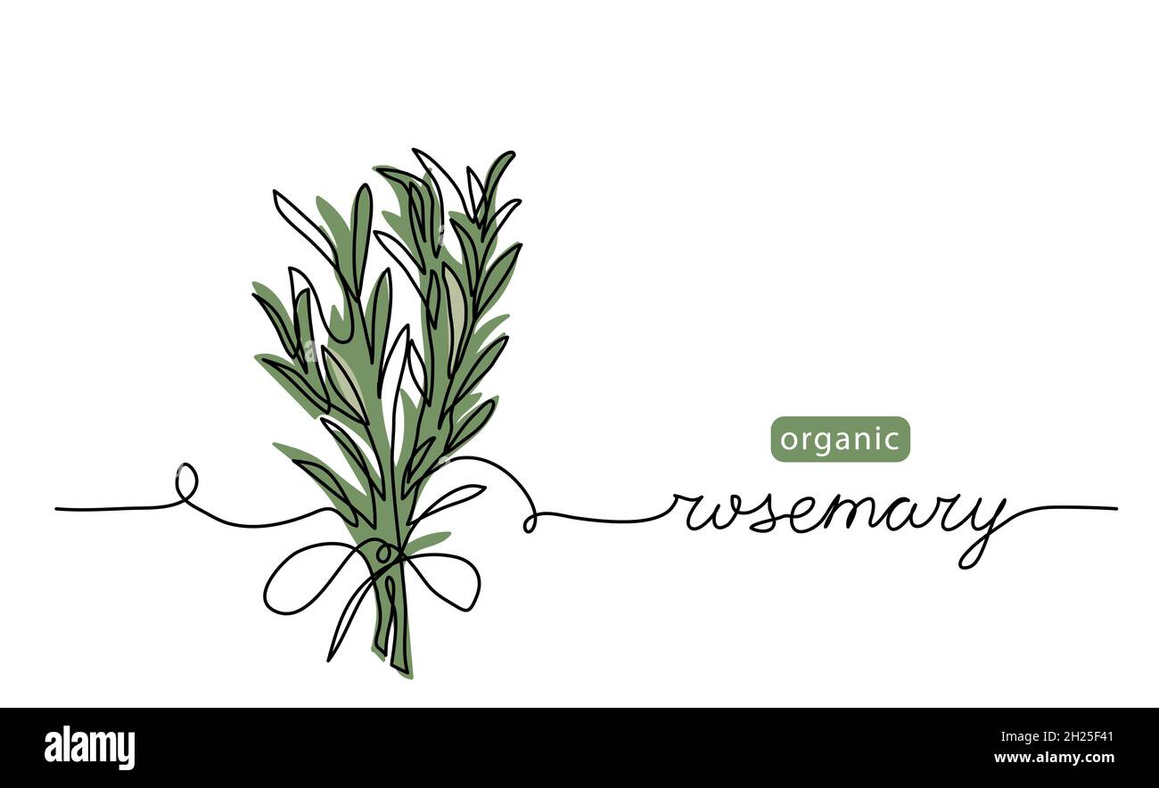 Rosemary simple vector sketch drawing. One continuous line art drawing