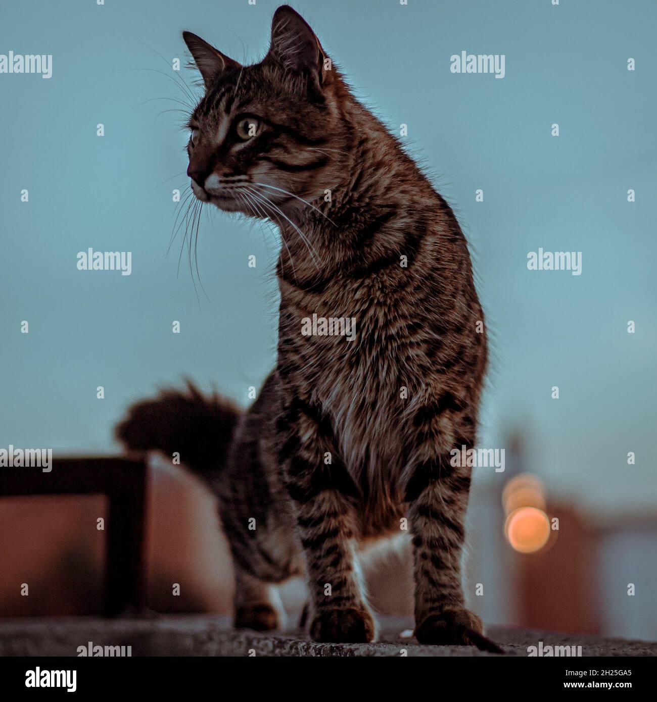 Cat in sunset hi-res stock photography and images - Alamy