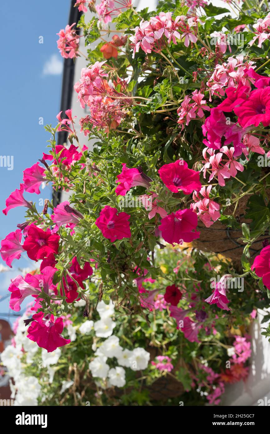 Hanging basket of flowers outside The Catherine Wheel Hotel, Henley-on-Thames, Oxfordshire, England Stock Photo