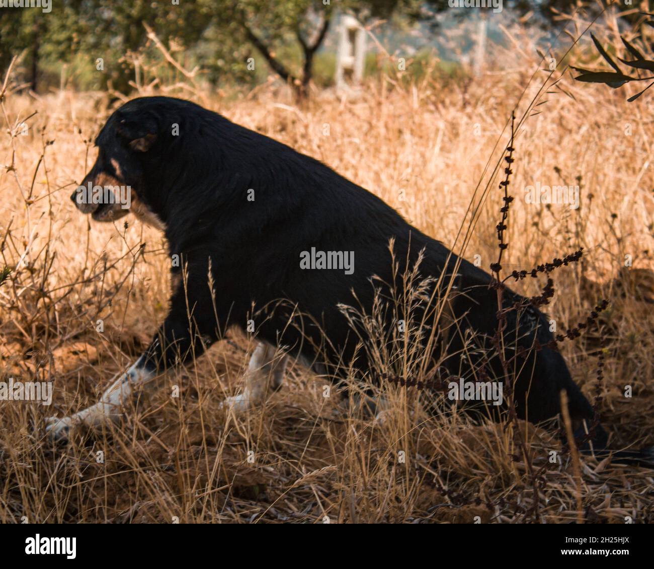 A Beautiful black guard dog sitting on the grass in a mountain village. Stock Photo