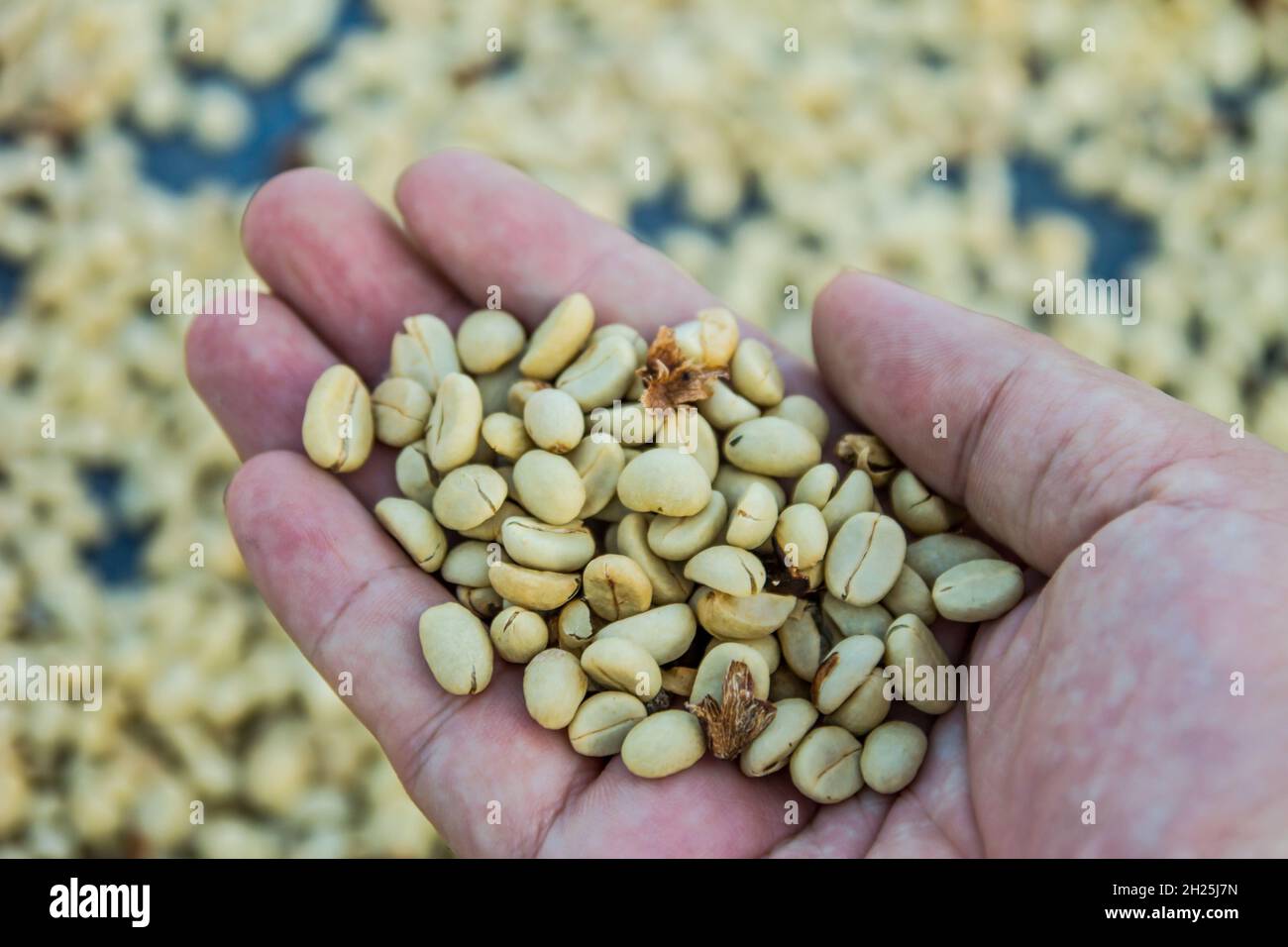 green unroasted coffee beans on hand Stock Photo - Alamy