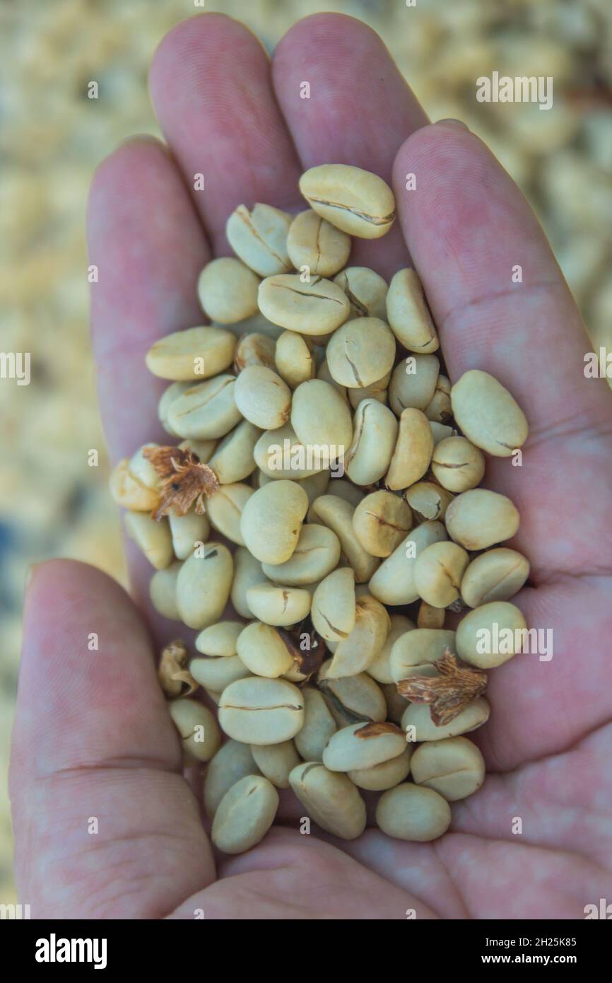 green unroasted coffee beans on hand Stock Photo Alamy
