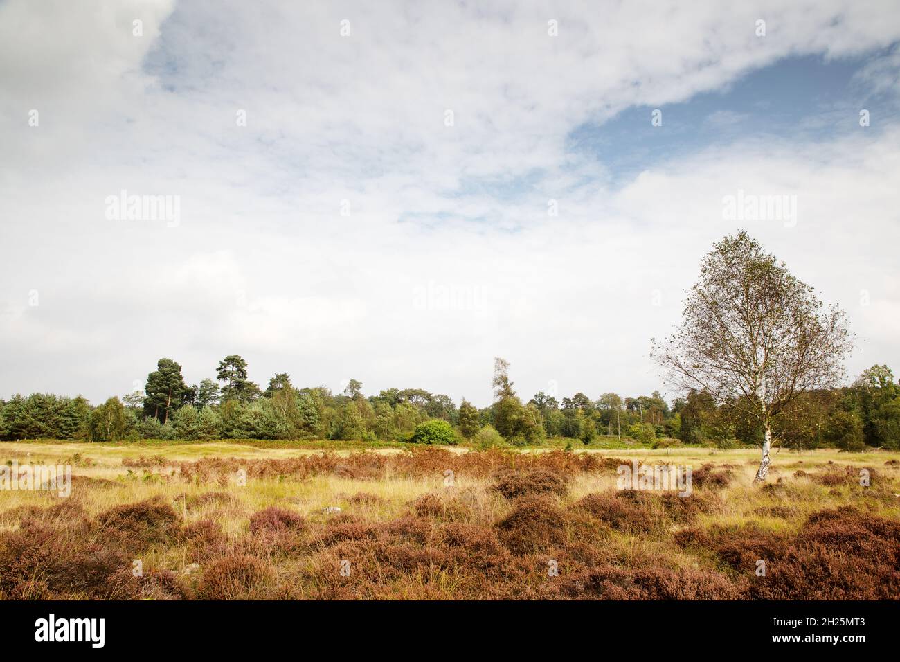 Landscape image of Brandon Country Park in near Thetford Forest in ...