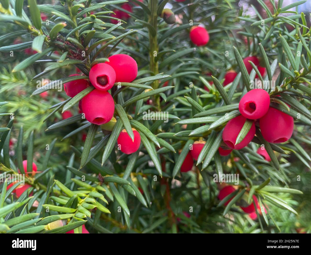 Closeup shot of a yew tree and red edible berries Stock Photo Alamy
