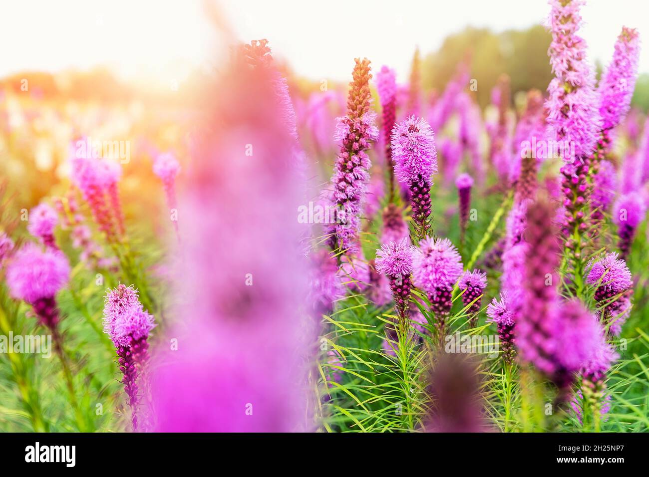 Beautiful abstract scenic landscape view of blooming purple liatris spicata or gayfeather flower meadow in rays of sunset warm sun light. Wildflower Stock Photo
