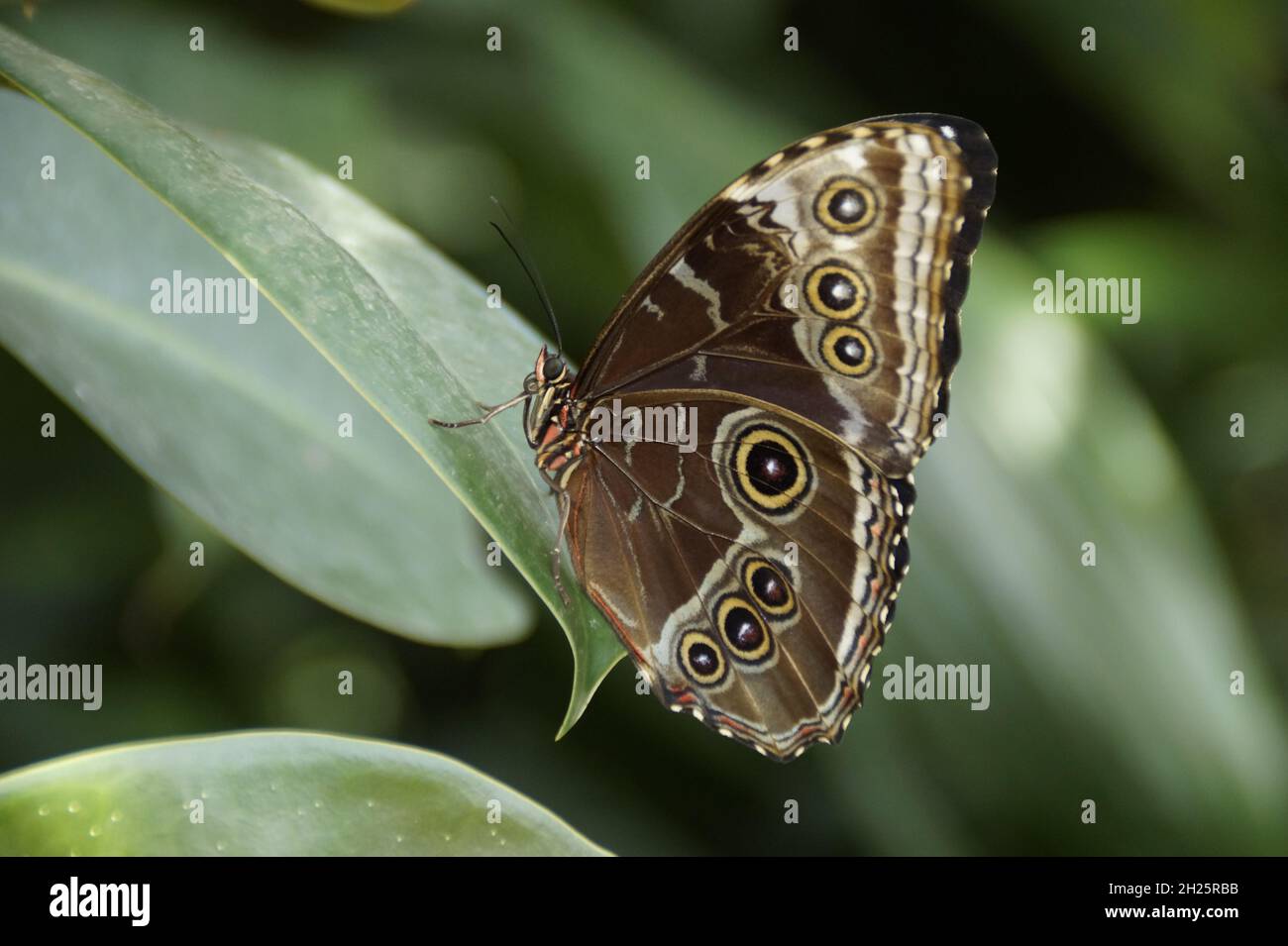 a Common Blue Morpho butterfly with an amazing brown ornament on the underside of its wings sitting on a green leaf Stock Photo
