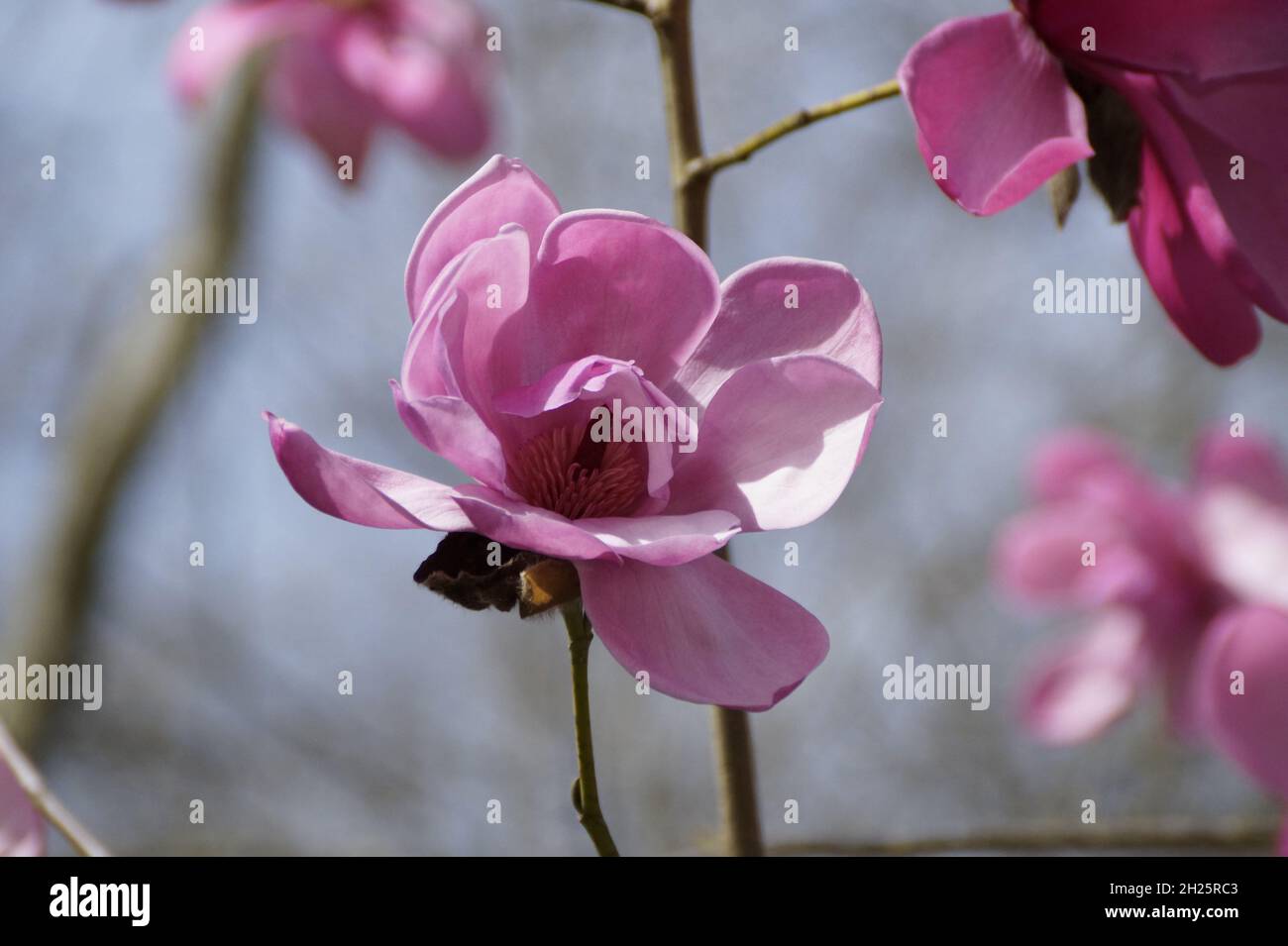 Large pink flowers magnolia tree hi-res stock photography and images ...