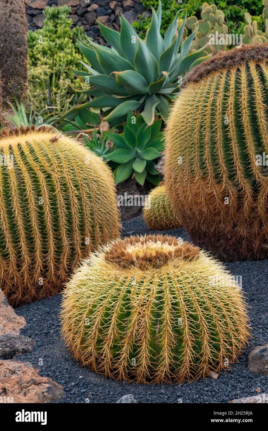 Echinocactus grusonii.This famous cactus, known as motherinlaw's seat