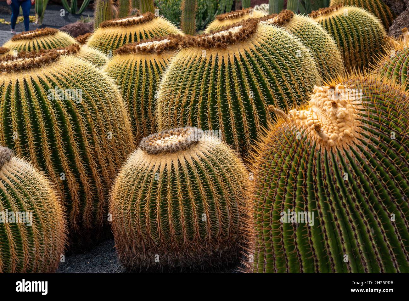 Echinocactus grusonii.This famous cactus, known as motherinlaw's seat