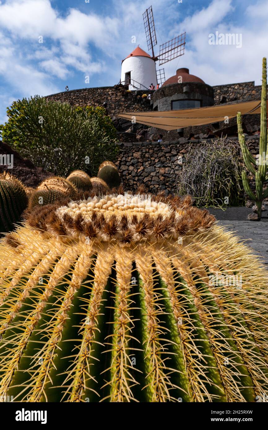 Echinocactus grusonii.This famous cactus, known as motherinlaw's seat