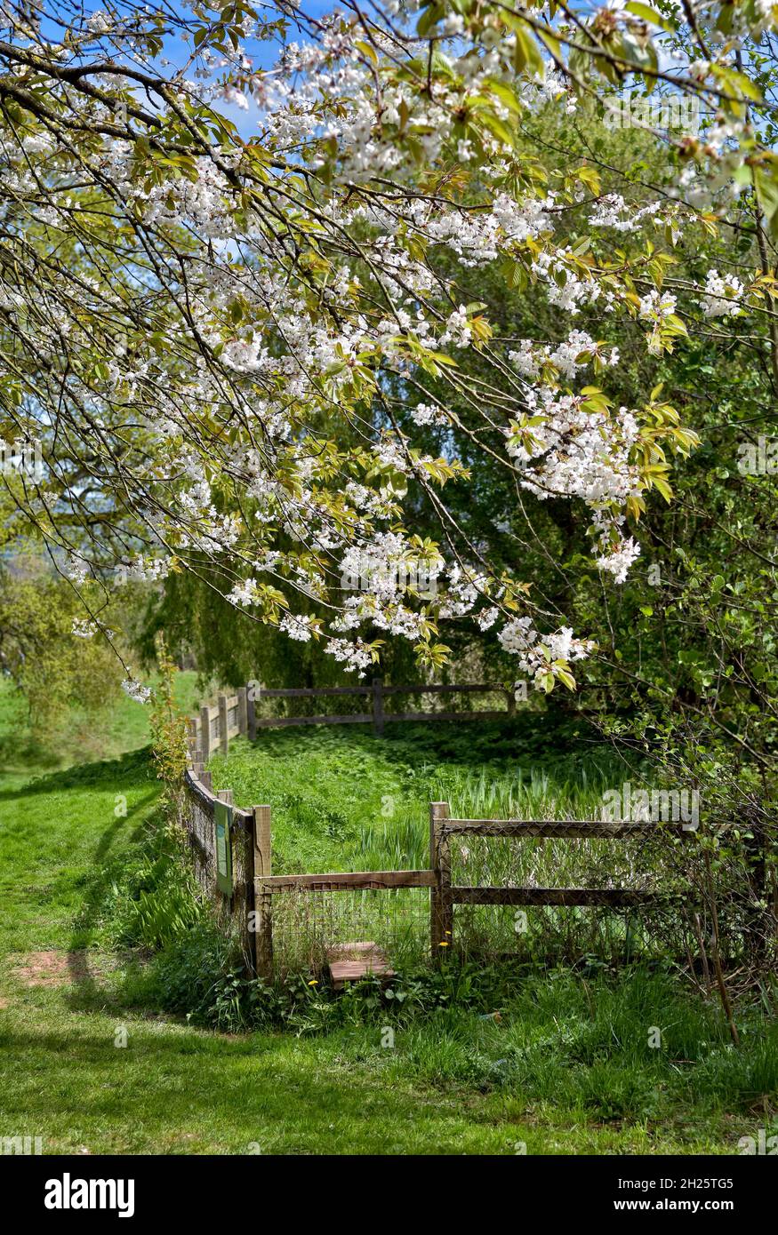 Beautiful Spring blossom scene at Cock Ridge pond and stile, kingswood in Bristol, UK on a beautiful Spring sunny day Stock Photo