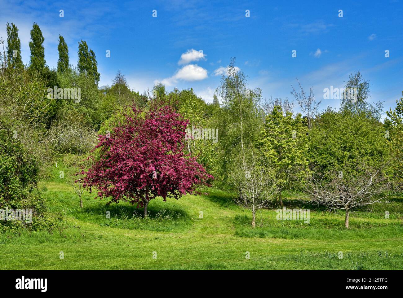 Beautiful Spring landscape scene with red blossom tree at Cock Ridge, kingswood in Bristol, UK on a beautiful Spring sunny day with bright blue sky Stock Photo