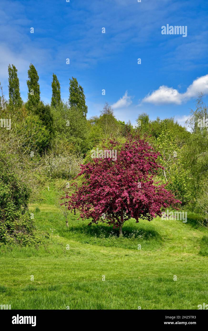 Beautiful Spring landscape scene with red blossom tree at Cock Ridge, kingswood in Bristol, UK on a beautiful Spring sunny day with bright blue sky Stock Photo