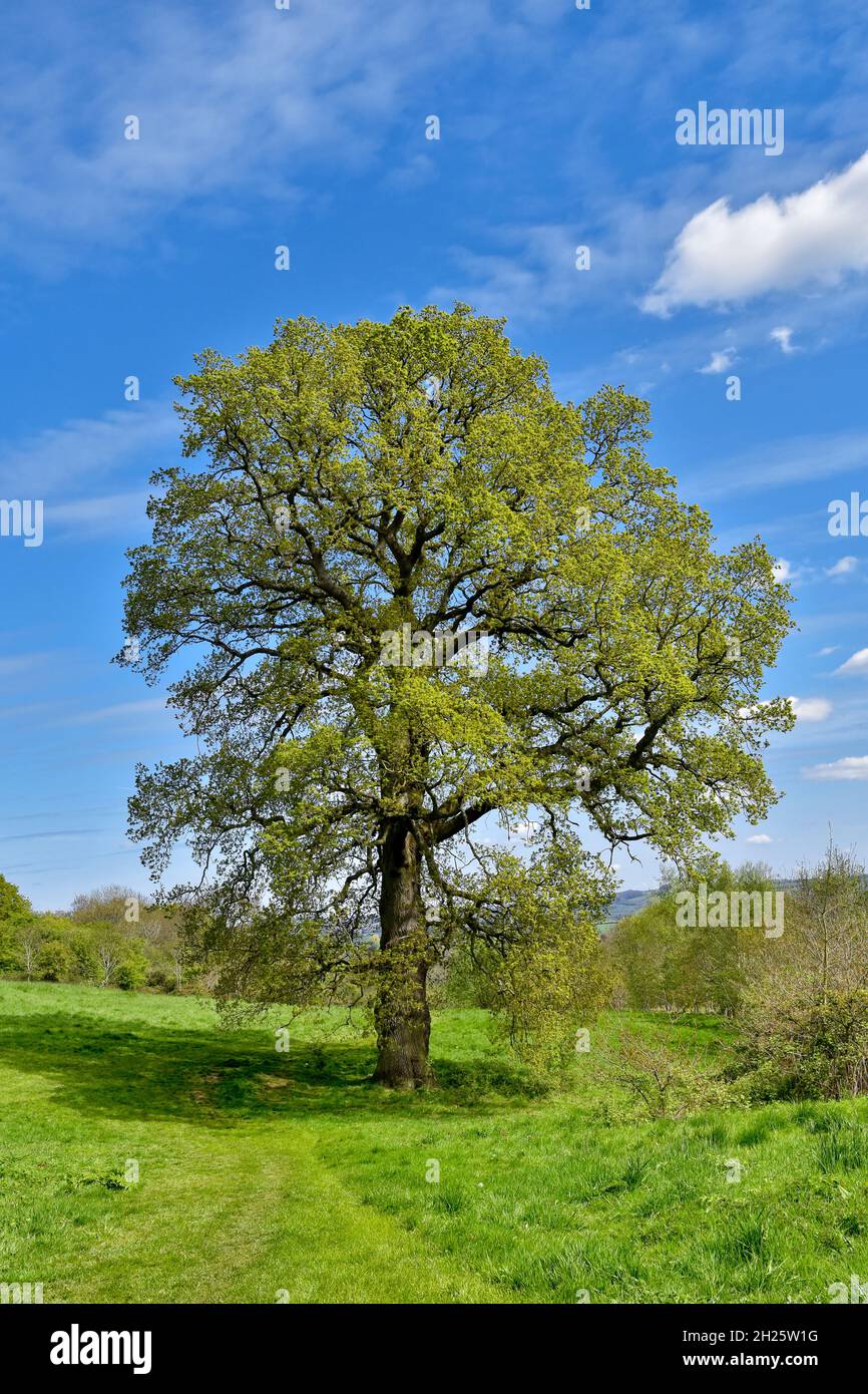 Beautiful Spring landscape scene at Cock Ridge, kingswood in Bristol UK with large old oak tree on a beautiful Spring sunny day with bright blue sky Stock Photo