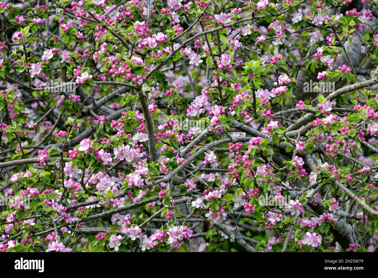Beautiful new Spring blossom on apple trees at Cock Ridge, kingswood in Bristol, UK Stock Photo
