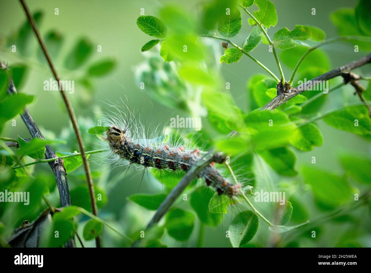 Gypsy moth caterpillar closeup. Foliageeating caterpillars. Macro