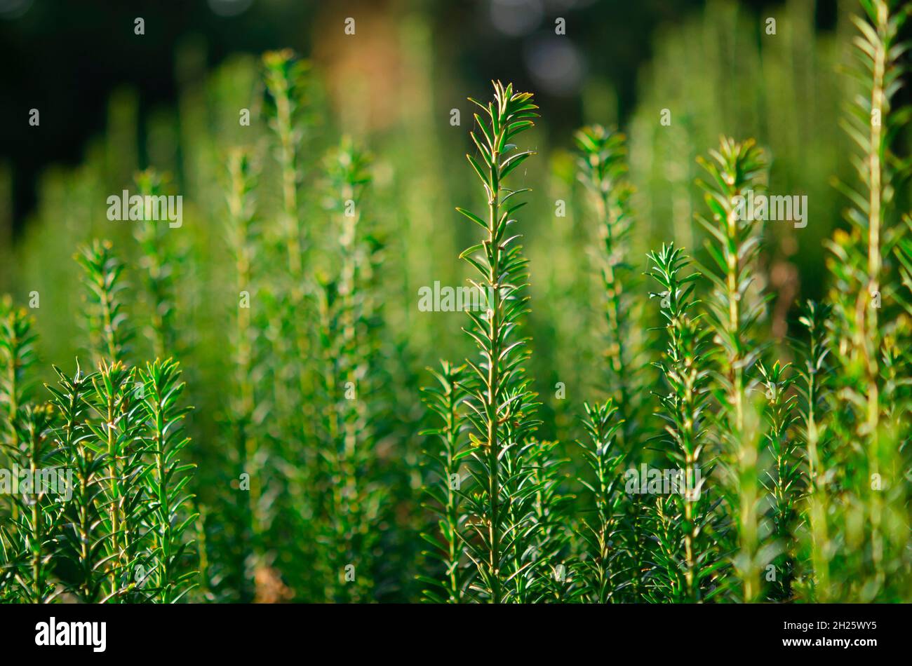 Vertical dark green with yellow stripes branches of yew Taxus baccata Fastigiata Aurea as natural background Stock Photo