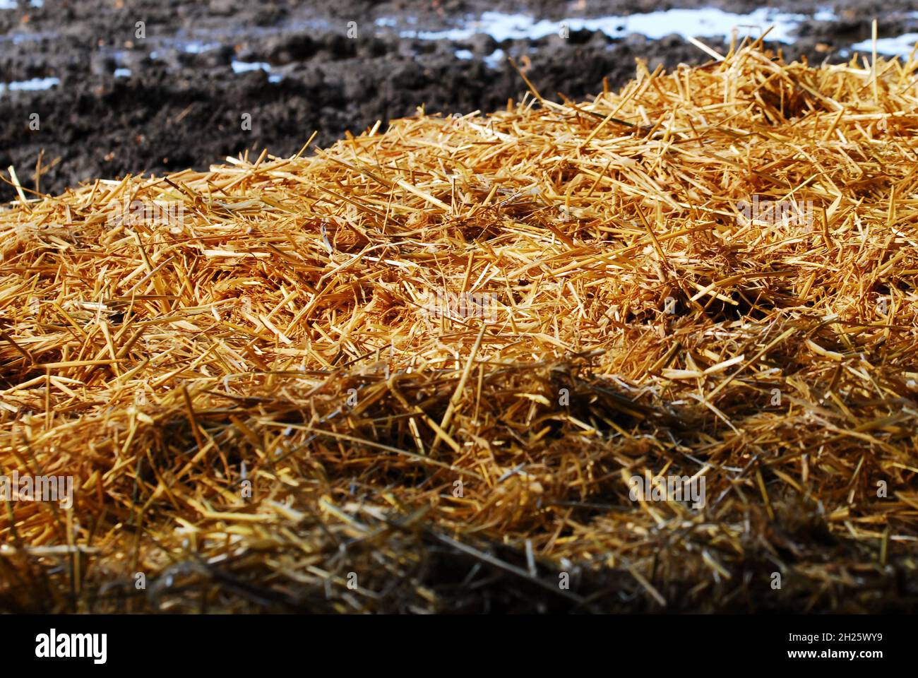 Straw laying on the ground with dark mud in the background Stock Photo