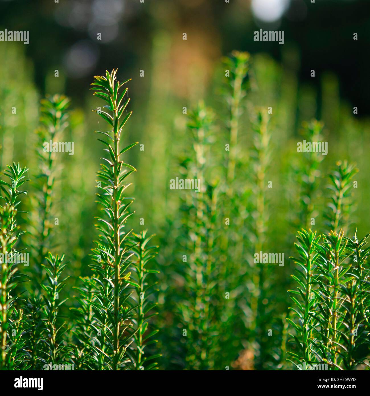 Vertical dark green with yellow stripes branches of yew Taxus baccata Fastigiata Aurea as natural background Stock Photo