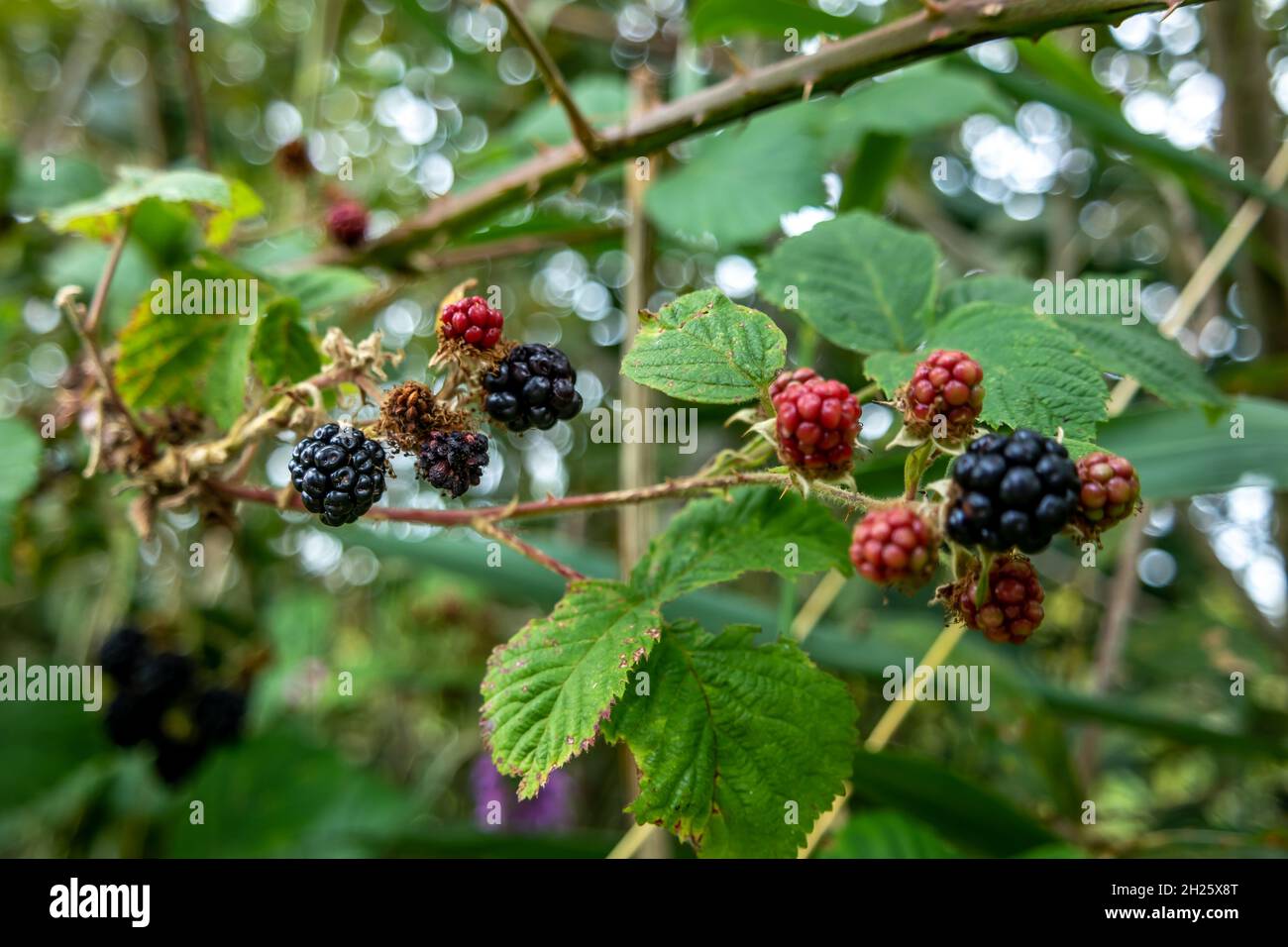 Black raspberries growing hi-res stock photography and images - Alamy