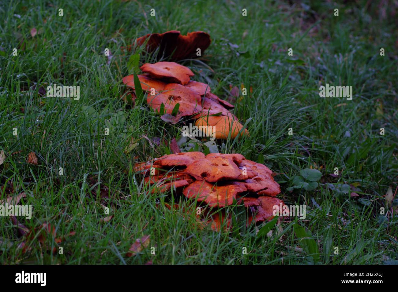 Jack o Lantern fungi in Rügen, Germany, October 2021 Stock Photo