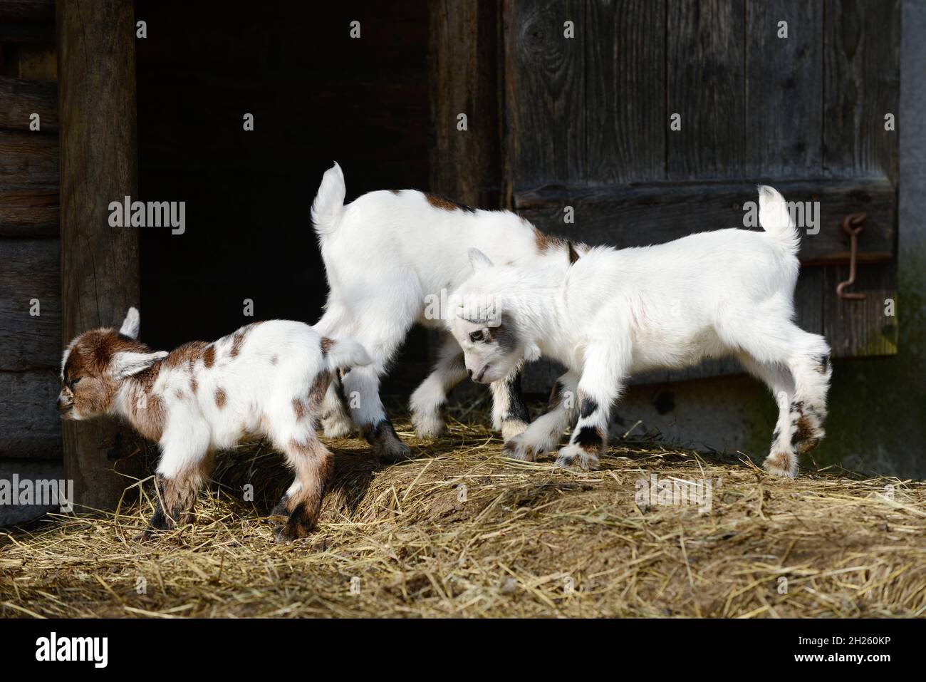 white goat kids running on straw in front of shed Stock Photo