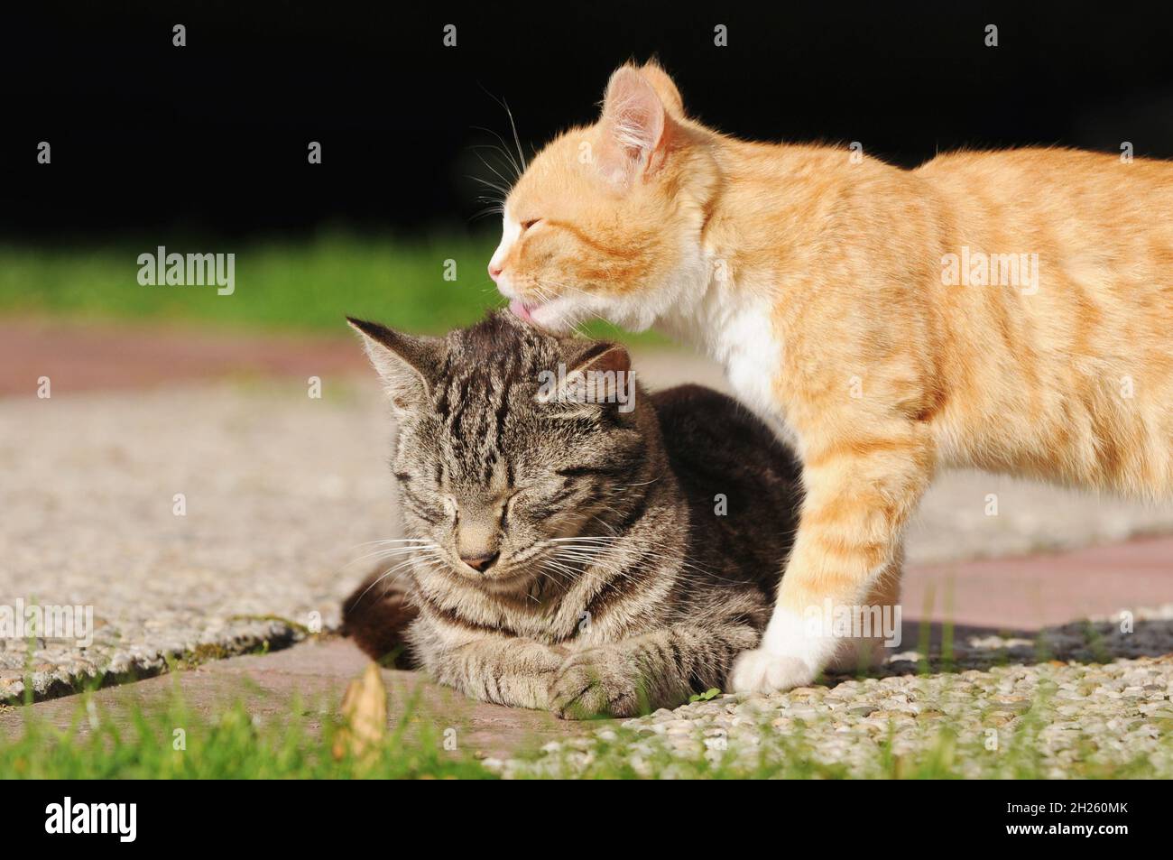 cat cleans the fur of another cat Stock Photo