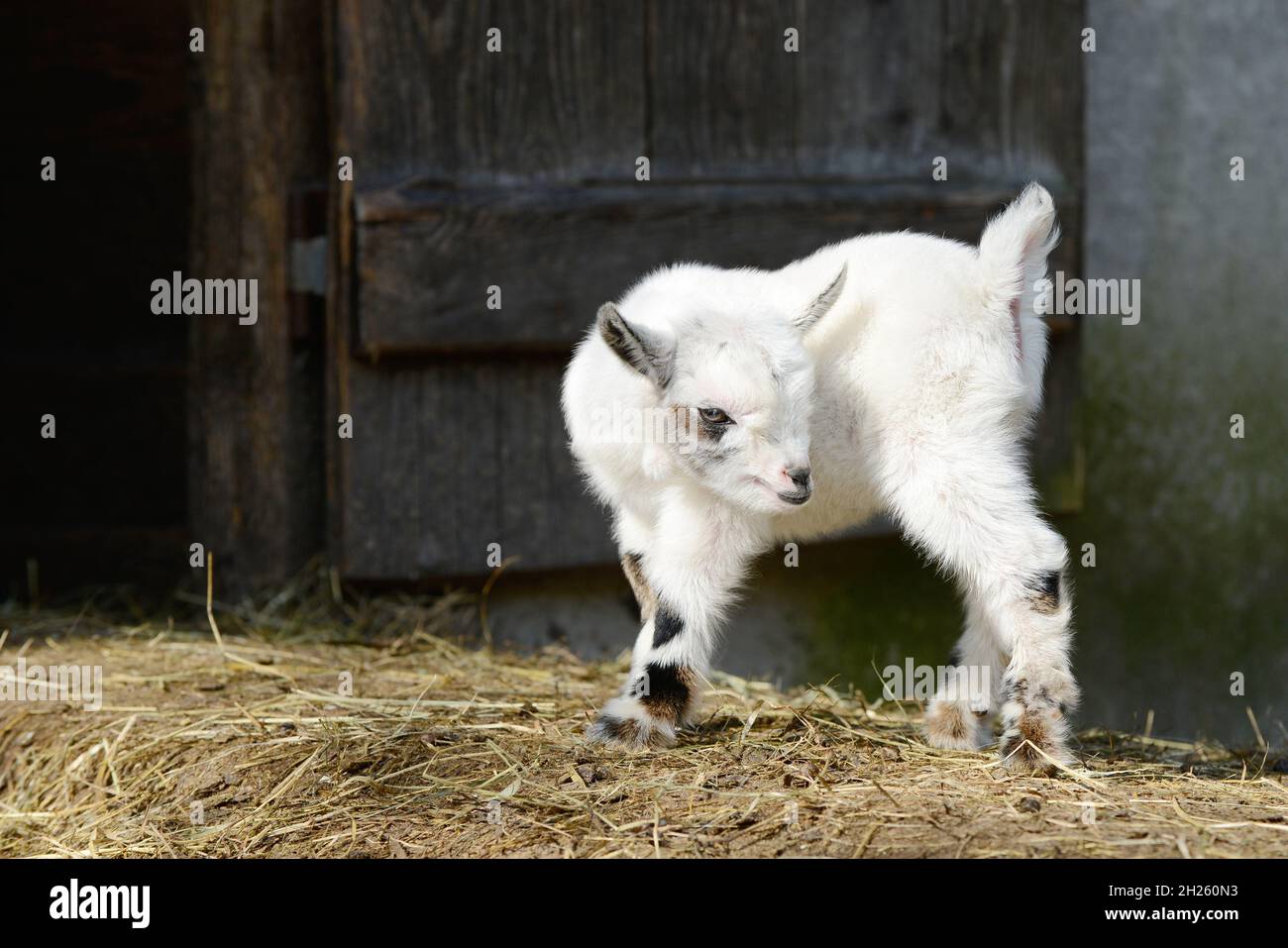 white goat kid standing on straw Stock Photo
