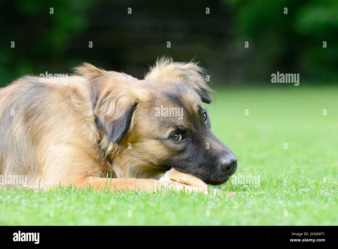 Dog eat bone on meadow Stock Photo