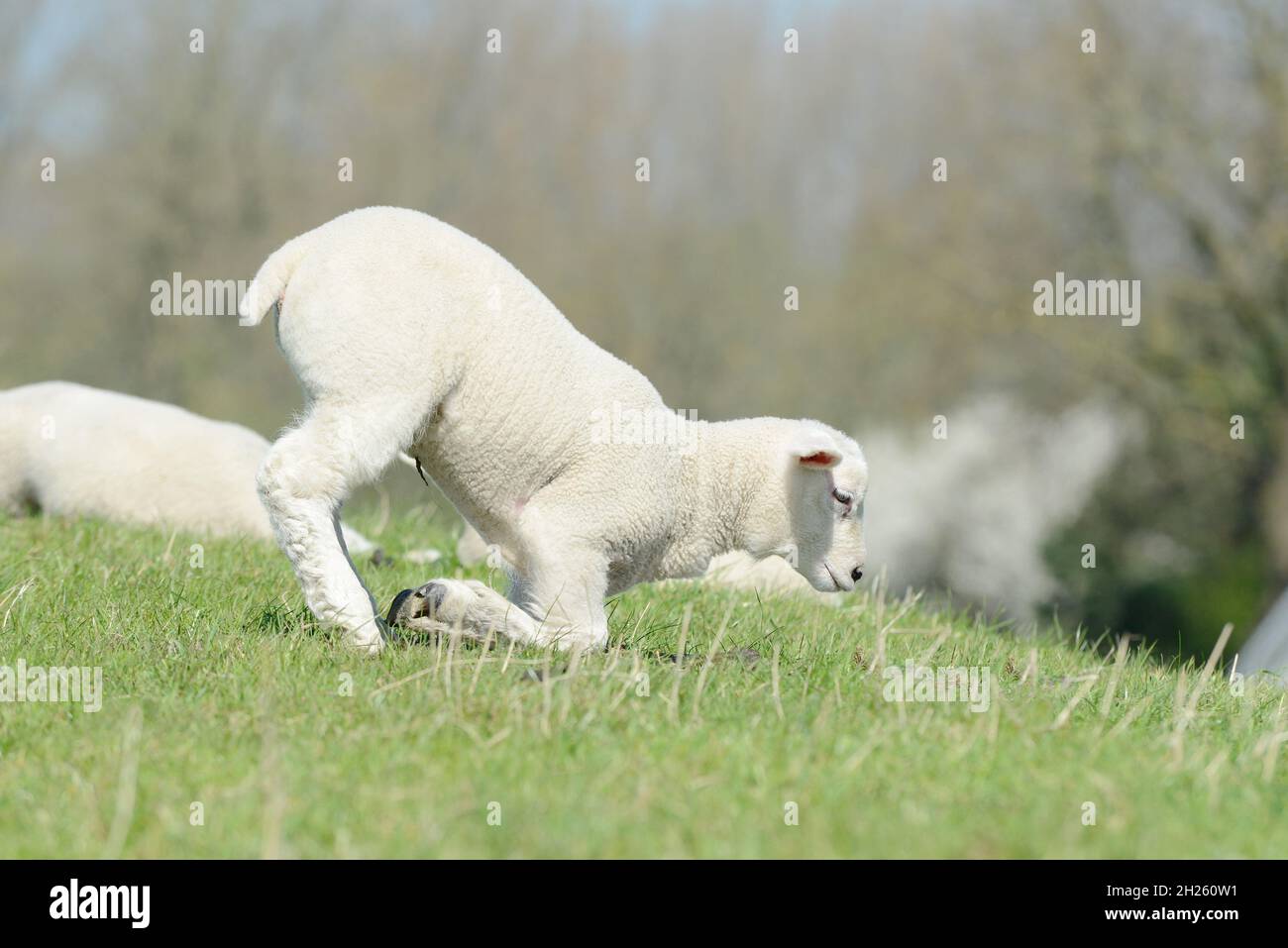 Sheep lamb standing on pasture and looking Stock Photo