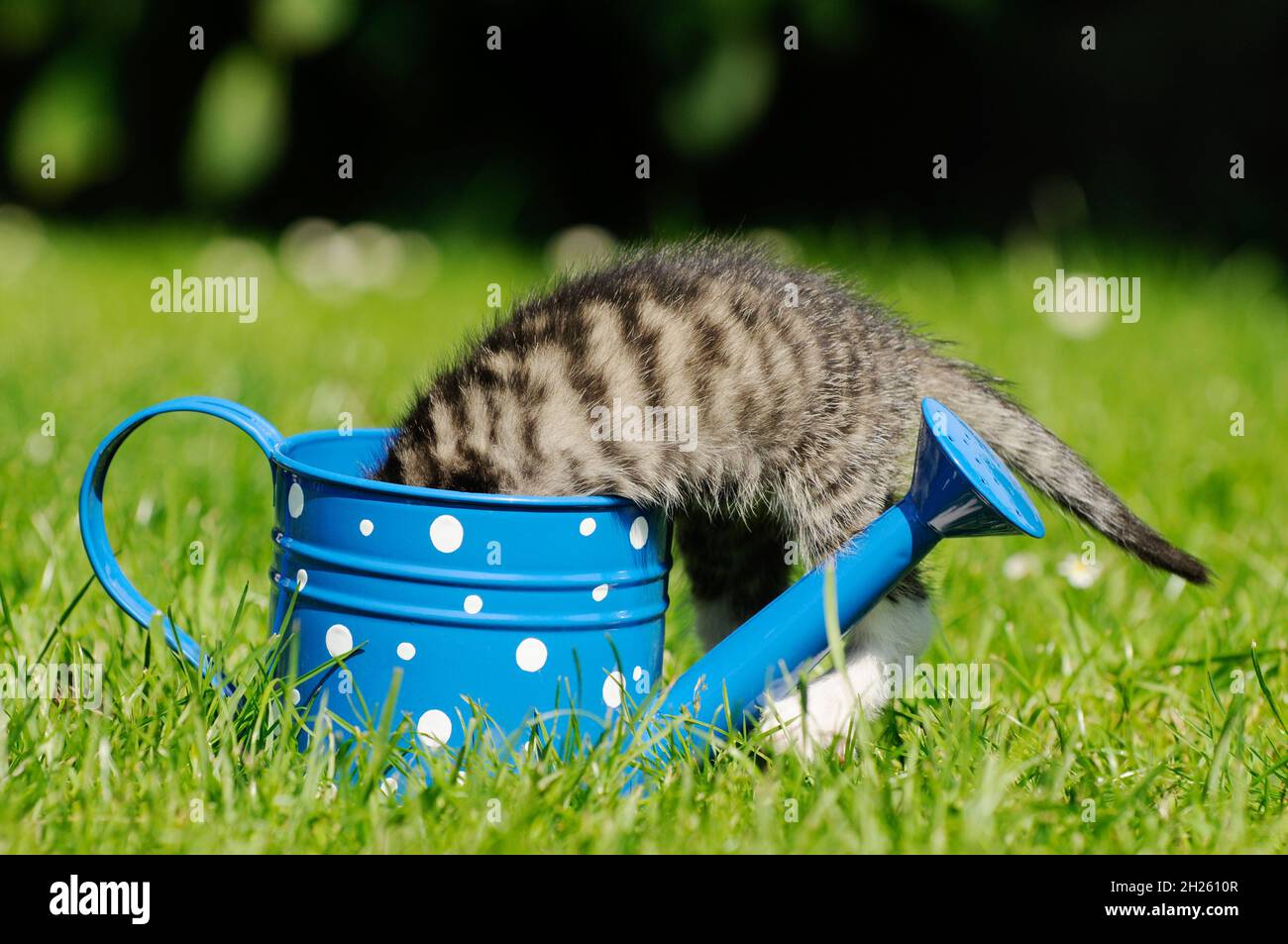 gray kitten climb in the can on meadow Stock Photo