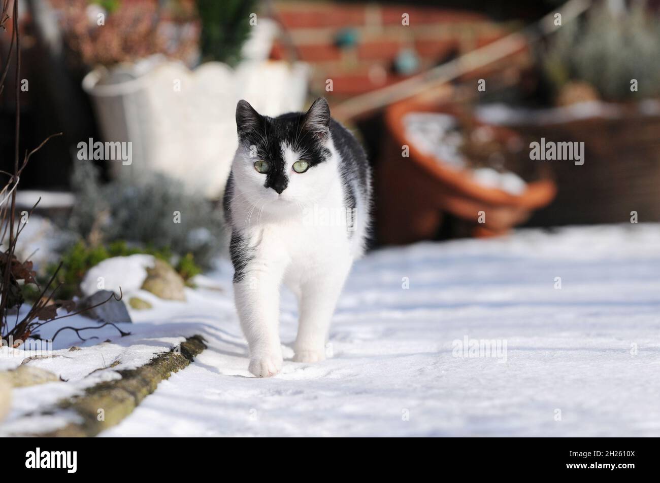 cat running in the snow Stock Photo