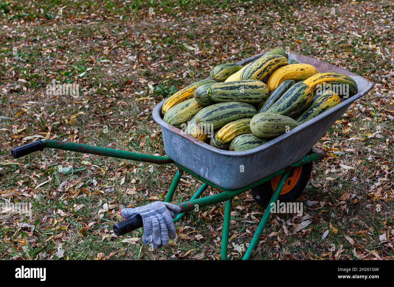 iron wheelbarrow with one wheel in the back of which zucchini. High