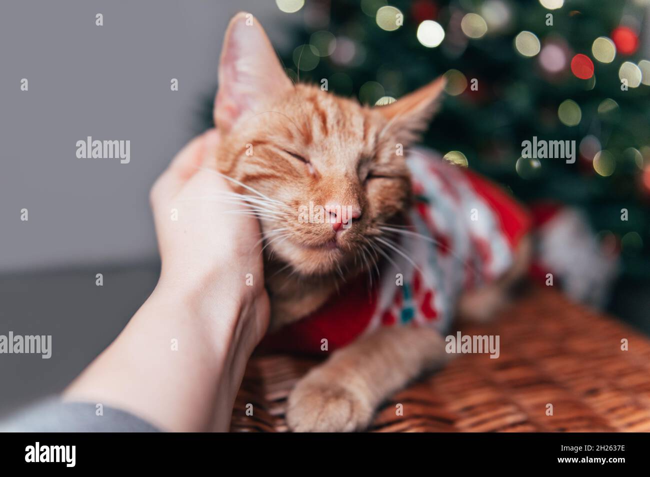 cat xmas jumper