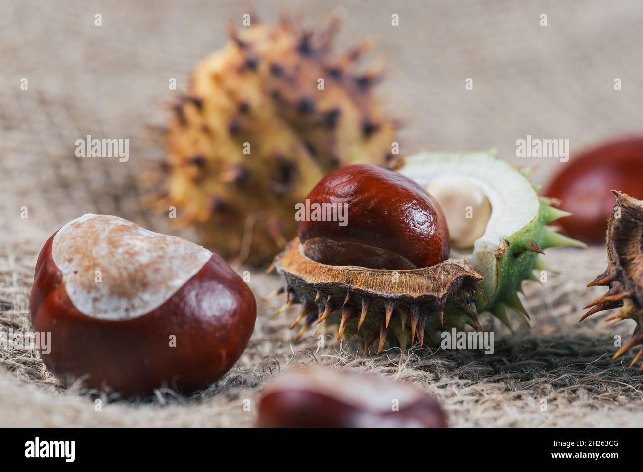 Chestnut Kernel Chestnut kernels hi-res stock photography and images - Alamy