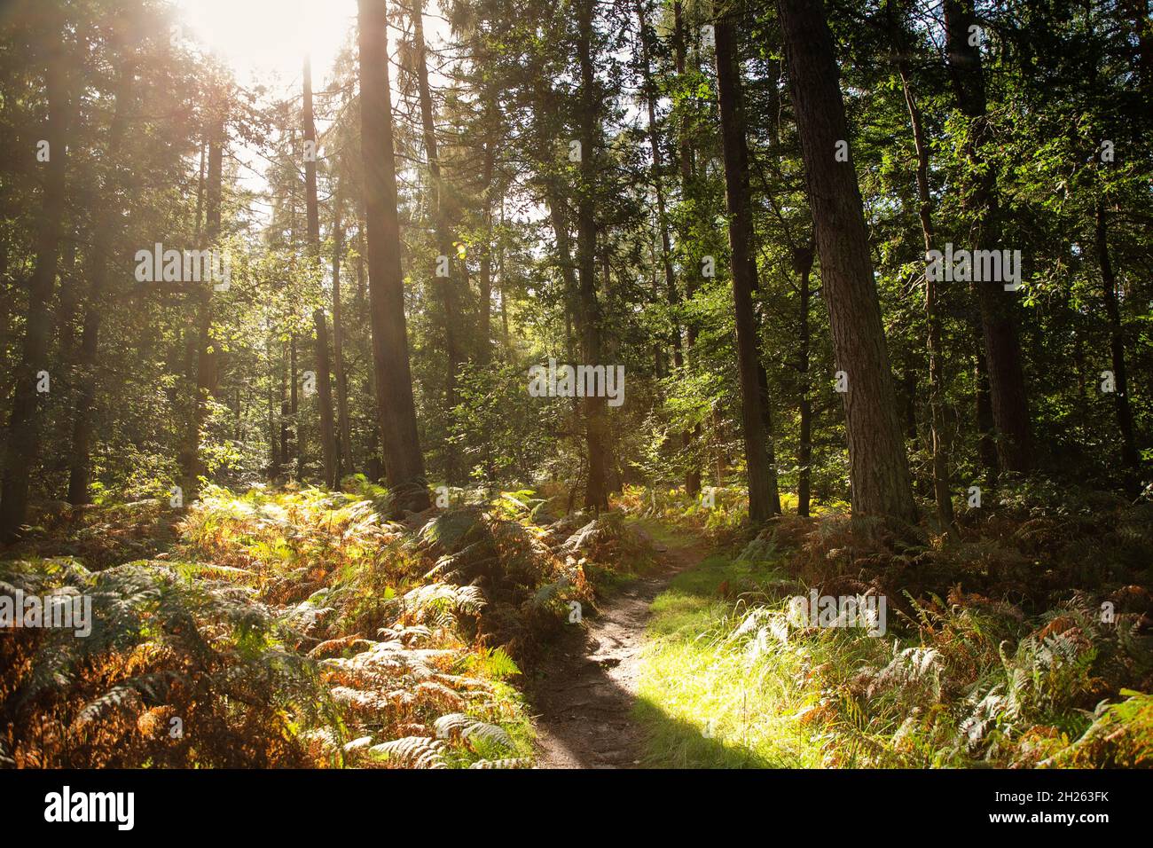 Sunlight coming through the trees hi-res stock photography and images ...