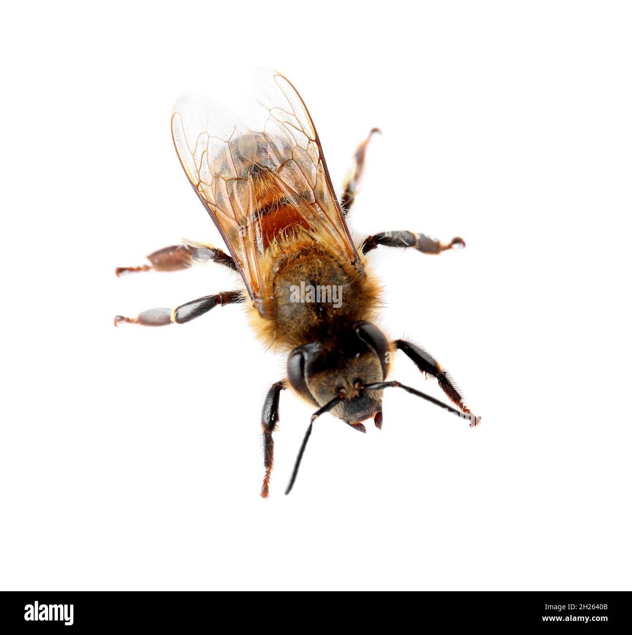 Beautiful honeybee on white background. Domesticated insect Stock Photo ...