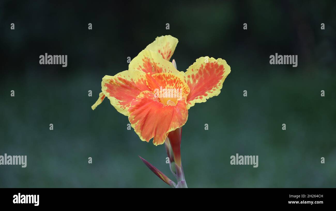 Beautiful yellow and orange canna lily with green leaves in background