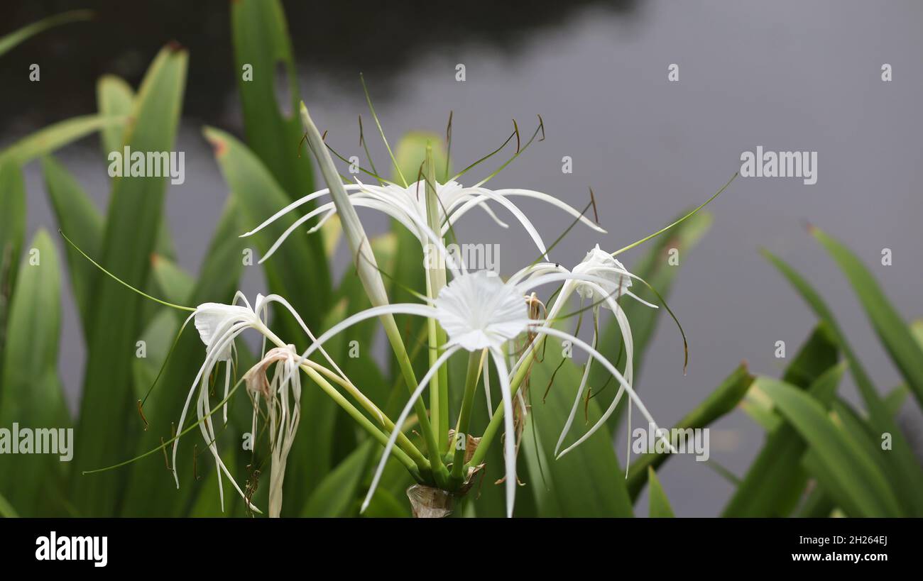 Spider lilies Scientific name: Hymenocallis with blur backround Stock Photo  - Alamy