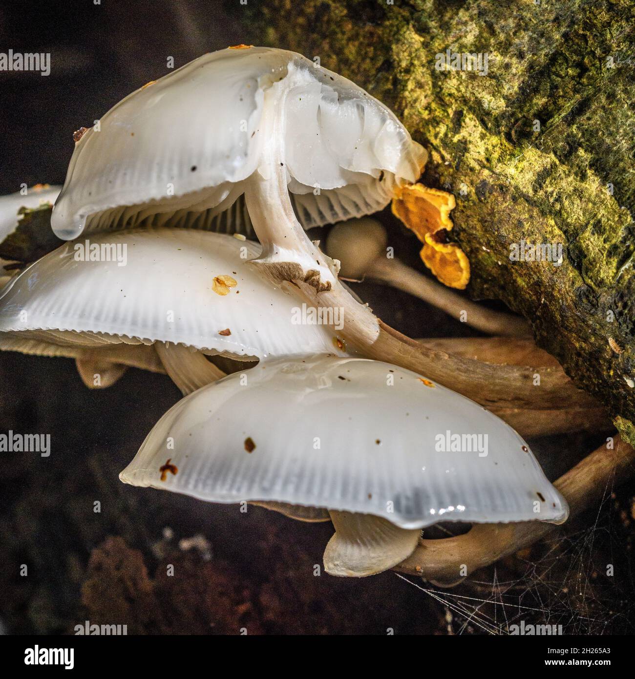 Bramshaw, New Forest, Hampshire, UK, 20th October 2021, Weather: White porcelain tree fungi thrive in the New Forest after heavy overnight rain followed two wet days. The autumnal conditions brought to an end a long dry and unusually warm period of weather for the time of year. Credit: Paul Biggins/Alamy Live News Stock Photo